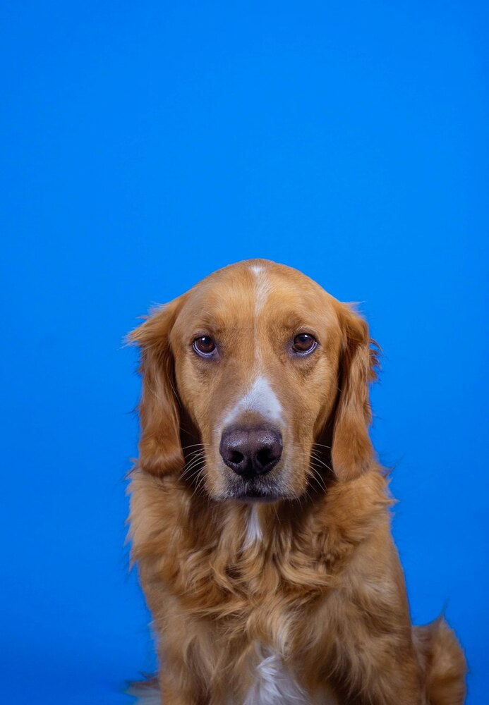 The original phone photo of the Golden Retriever